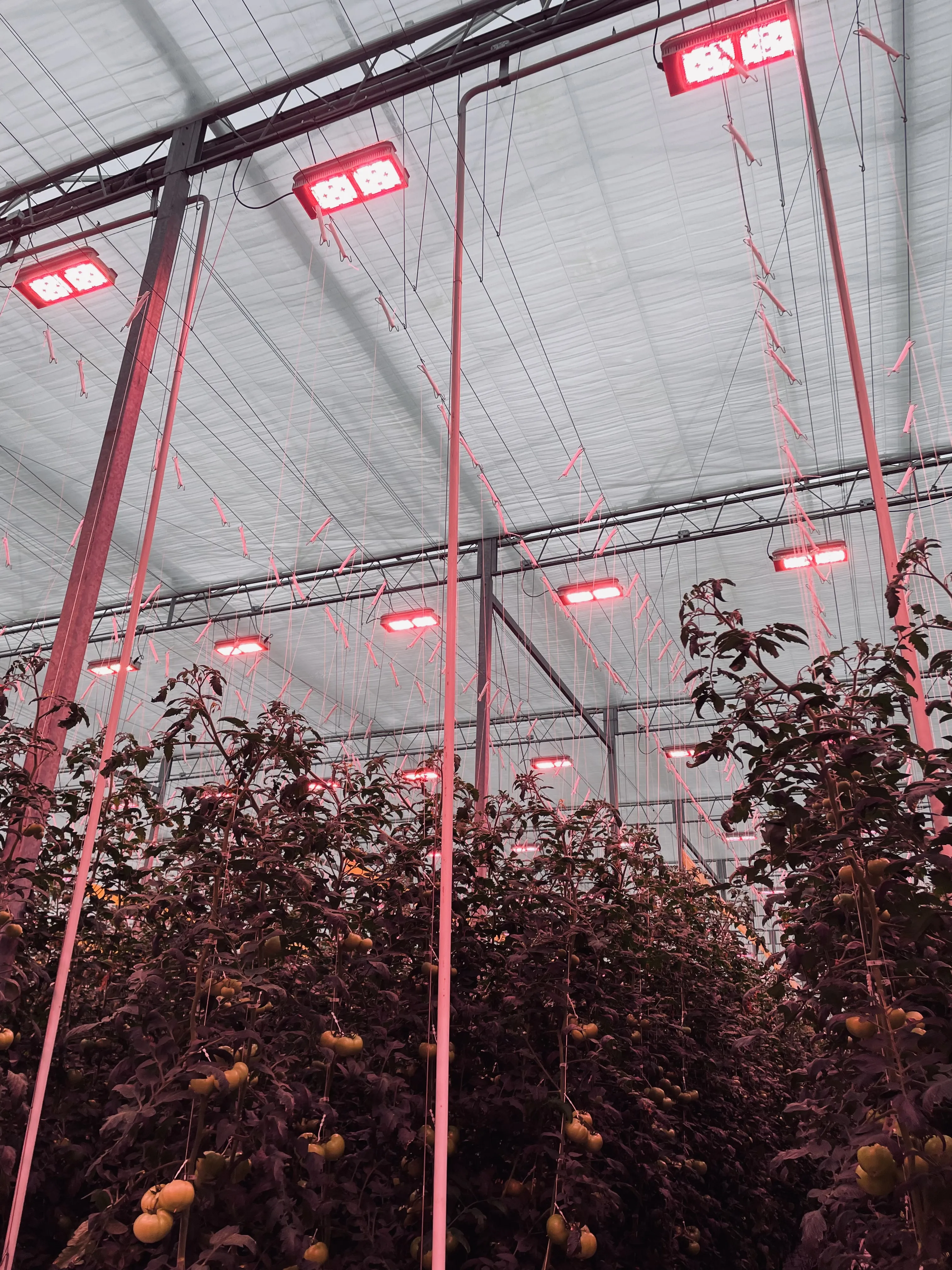 LED grow lights glowing above tomato plants in the greenhouse